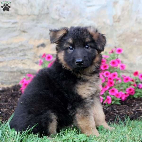 Flora- long haired, German Shepherd Puppy