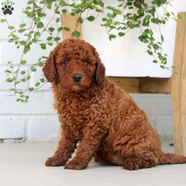 Flora, Miniature Poodle Puppy