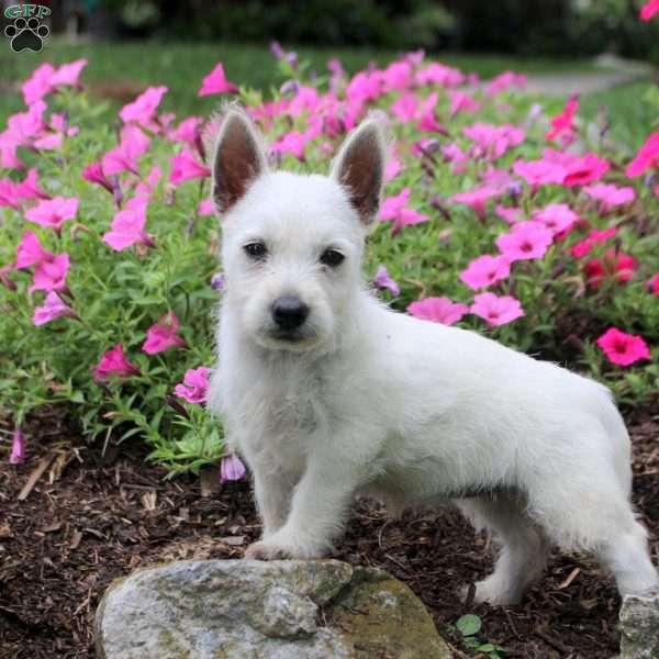 Flora, West Highland Terrier Puppy