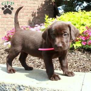 Flora, Chocolate Labrador Retriever Puppy