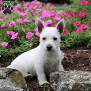 Flora, West Highland Terrier Puppy