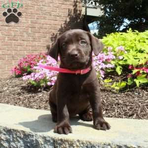 Flora, Chocolate Labrador Retriever Puppy