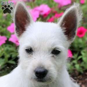 Flora, West Highland Terrier Puppy