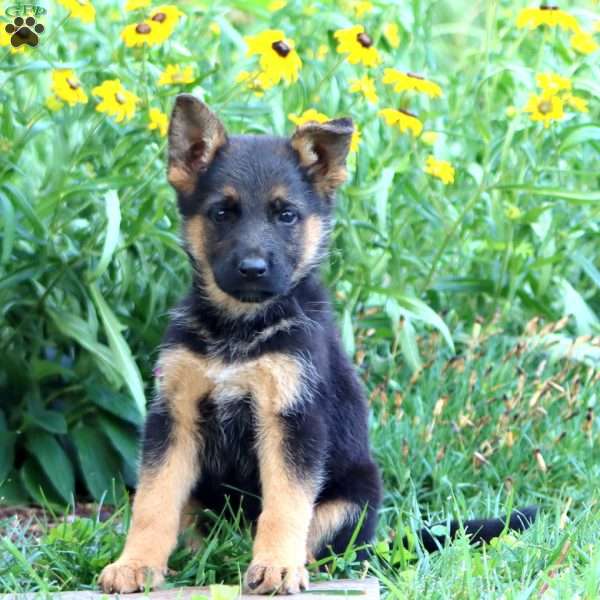 Flossy, German Shepherd Puppy