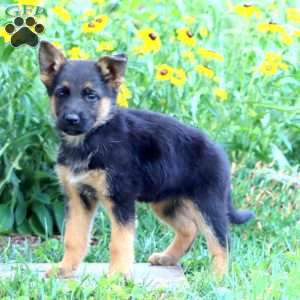 Flossy, German Shepherd Puppy