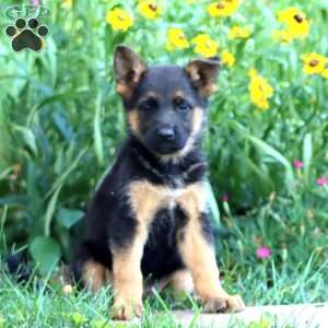 Flossy, German Shepherd Puppy