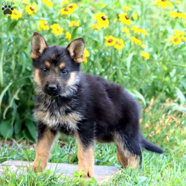 Flower, German Shepherd Puppy