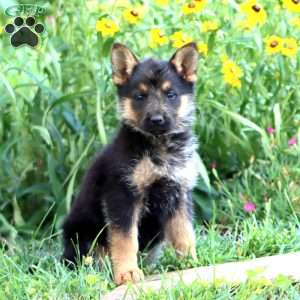 Flower, German Shepherd Puppy