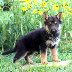 Flower, German Shepherd Puppy