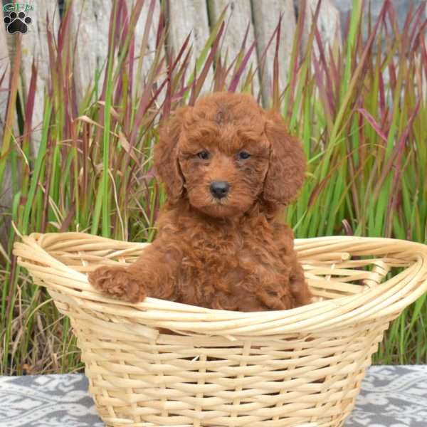 Fluffy, Mini Goldendoodle Puppy