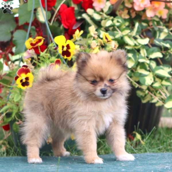 Fluffy, Pomeranian Puppy