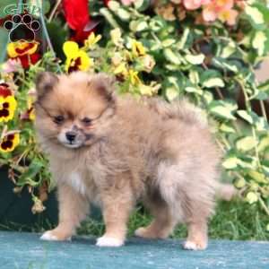 Fluffy, Pomeranian Puppy