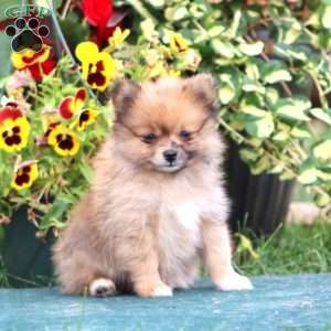 Fluffy, Pomeranian Puppy