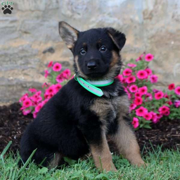 Flynn, German Shepherd Puppy
