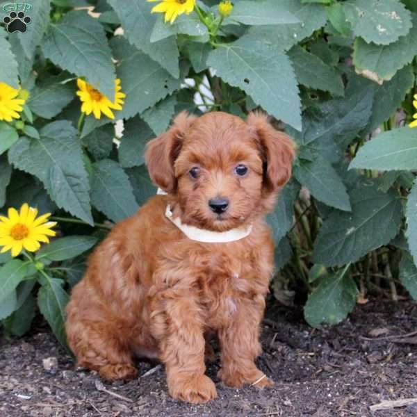 Flynn, Maltipoo Puppy
