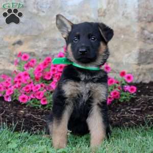 Flynn, German Shepherd Puppy