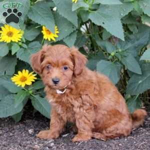 Flynn, Maltipoo Puppy