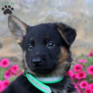 Flynn, German Shepherd Puppy