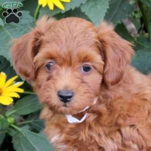 Flynn, Maltipoo Puppy
