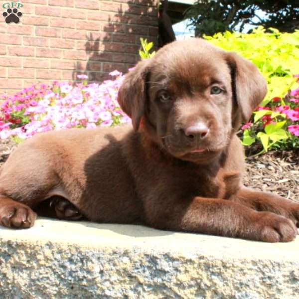Ford, Chocolate Labrador Retriever Puppy