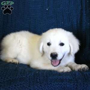 Forest, English Cream Golden Retriever Puppy