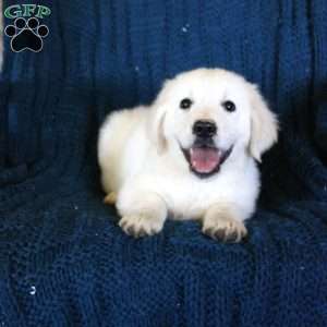 Forest, English Cream Golden Retriever Puppy