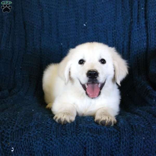 Forest, English Cream Golden Retriever Puppy