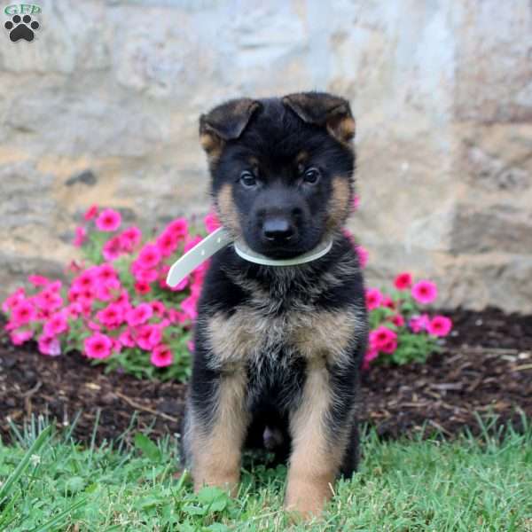 Forrest, German Shepherd Puppy