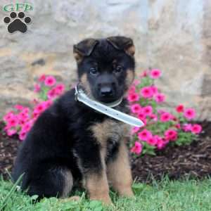 Forrest, German Shepherd Puppy