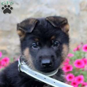Forrest, German Shepherd Puppy