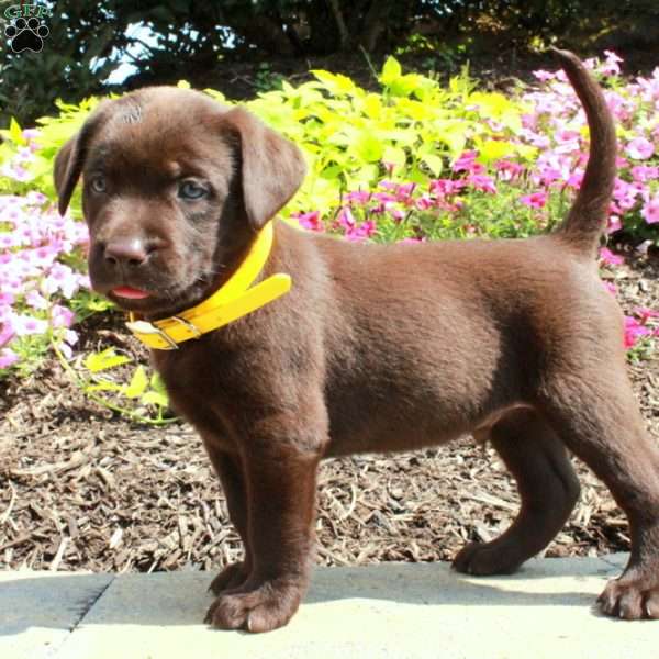 Foster, Chocolate Labrador Retriever Puppy