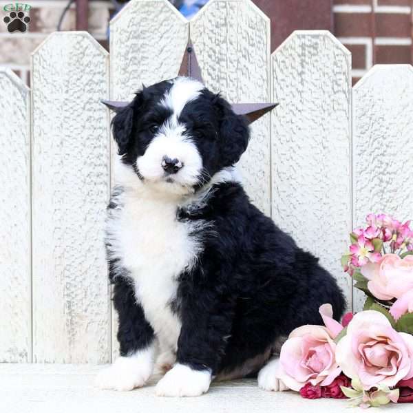 Foster, Bernedoodle Puppy