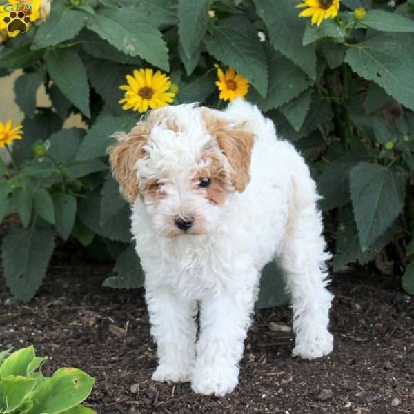 Foster, Maltipoo Puppy