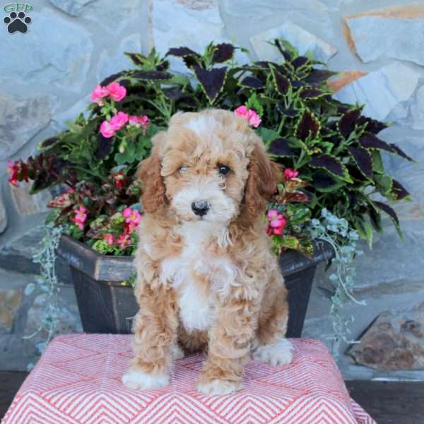 Foster, Miniature Poodle Puppy