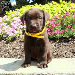 Foster, Chocolate Labrador Retriever Puppy