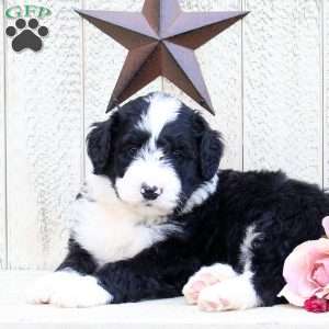 Foster, Bernedoodle Puppy