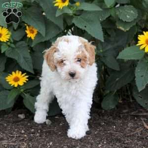 Foster, Maltipoo Puppy
