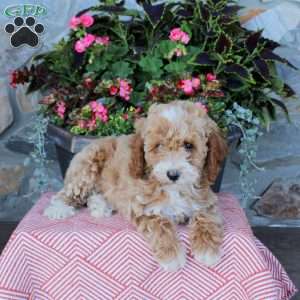 Foster, Miniature Poodle Puppy