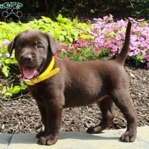 Foster, Chocolate Labrador Retriever Puppy