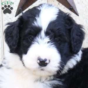 Foster, Bernedoodle Puppy