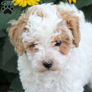 Foster, Maltipoo Puppy