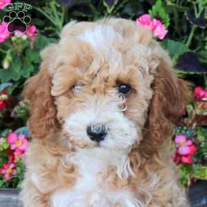 Foster, Miniature Poodle Puppy