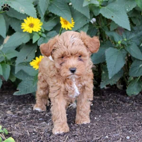Frank, Maltipoo Puppy