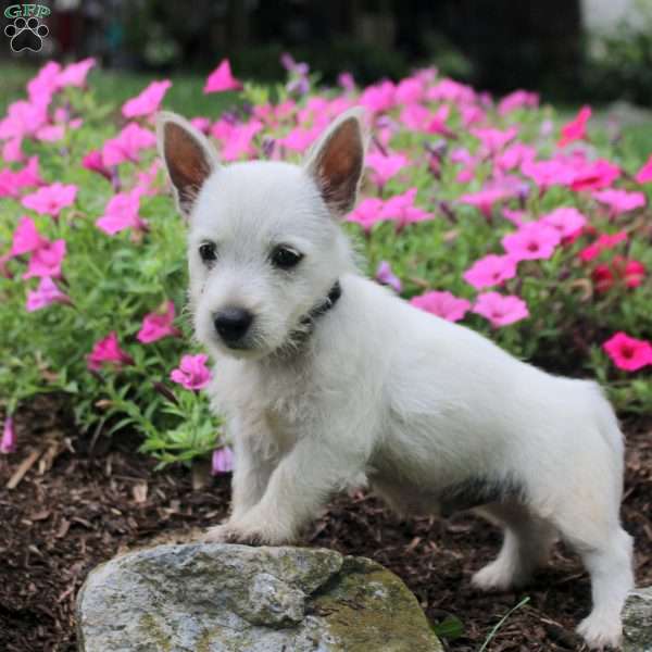 Frank, West Highland Terrier Puppy