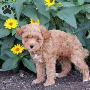 Frank, Maltipoo Puppy