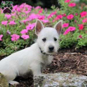 Frank, West Highland Terrier Puppy