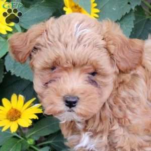 Frank, Maltipoo Puppy