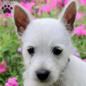 Frank, West Highland Terrier Puppy