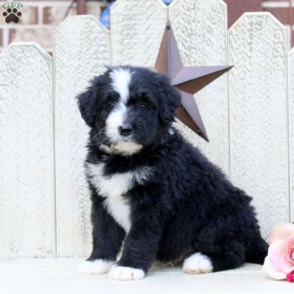 Frankie, Bernedoodle Puppy