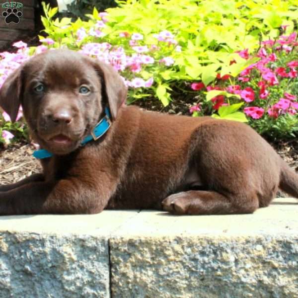 Frankie, Chocolate Labrador Retriever Puppy